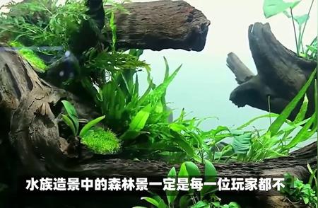 水族森林景观：玩家的最终挑战与热情追求