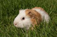 荷兰猪：胆小而温顺的宠物，解析其频繁叫声背后的原因