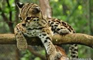 虎猫的魅力：一种只能通过屏幕欣赏的迷人小生物