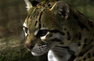 虎猫：神秘世界的优雅捕食者