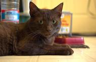 哈瓦那棕猫：珍稀猫咪品种的悲哀命运