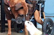 拳师犬与荷兰鼠：不同种族的温馨友谊
