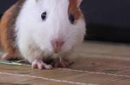 荷兰鼠动图精选：萌态可掬的小宠物