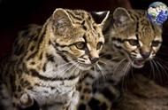虎猫家族：猫科中的超级进化者