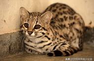 虎猫之谜：圆脸圆眼圆耳朵，身披豹纹的奇异之美