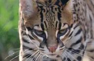 虎猫：动物王国中的神秘猎手