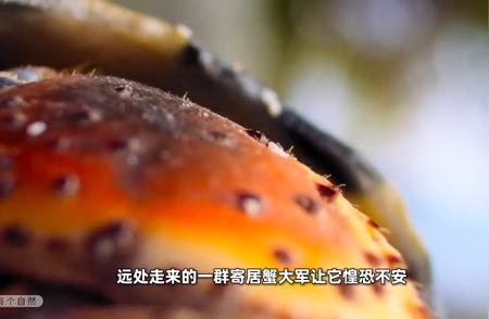 海螺壳的寻觅者：寄居蟹的自然寻家过程