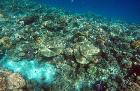 全球珊瑚白化危机加剧：影响范围持续扩大
