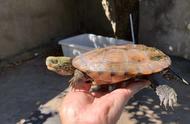 中华草龟分类新视角：七种不同类别