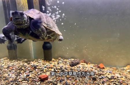 中华草龟：家中宠物龟的首选