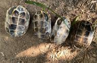 广州小山上的乌龟横行：钓鱼者的意外收获