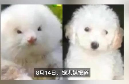 千元购豪华宠物犬，不料是激素催生的“巴西鼠”