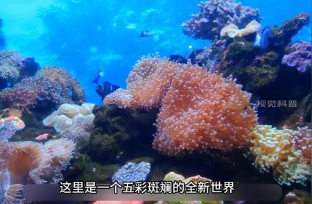 深海一万米神秘生物大揭秘 #探索未知