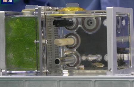 太空养鱼实验成功：斑马鱼在空间站健康生活20天