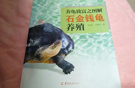 打造完美龟池：养龟日记10的终极指南