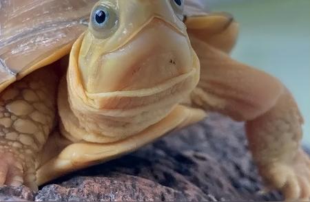 如果你有机会重新布置你的龟池，你梦想中的宠物龟是哪一种？