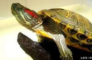 宠物龟选择指南：了解哪些龟不适合鱼缸环境