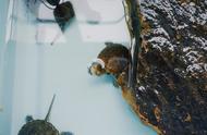 探索龟的多样性：世界上有多少种不同的龟？