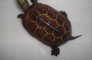 探秘自然：野草龟的栖息环境解析