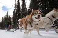 探秘北极哈士奇：人类如何驯服这种耐寒犬种？