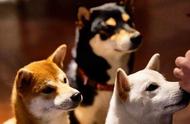 三色柴犬大集合：黑、赤、白，欢乐无限！