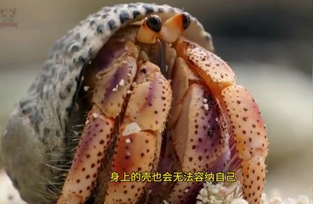 寄居蟹的奇妙生存之道：海壳变废为宝