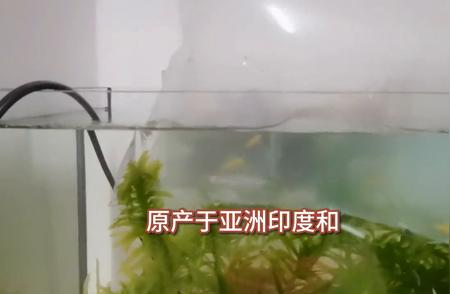 家庭水族馆新宠：斑马鱼的魅力