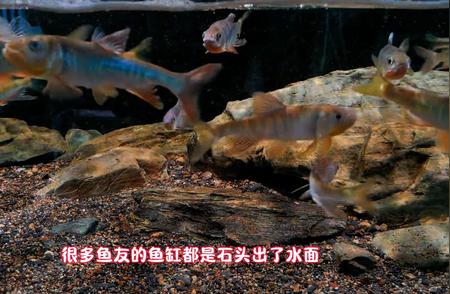 养鱼入门：选择合适尺寸的鱼缸养殖不同种类的原生鱼