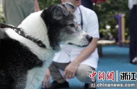 浙江大学动物医院暑期免费为宠物提供医疗服务