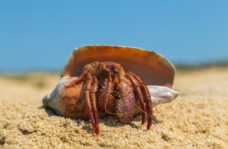 寄居蟹的秘密生活：揭开海洋借居者的神秘面纱