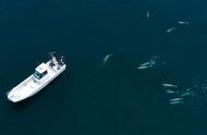长海县邀你体验悠闲海岛生活：海豚观赏与海钓乐趣