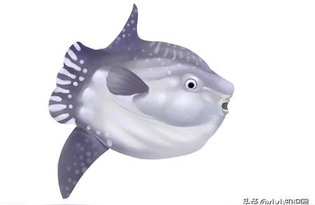 5月20日揭晓：被称为“月亮鱼”的神秘海洋生物是？