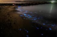 日本海边奇观：神秘蓝光在海面上闪烁漂移