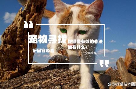 如何高效地寻找失踪的猫咪？