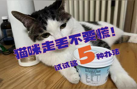 「失踪猫咪紧急寻回」指南：五种实用寻宠技巧