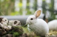 如何培养兔子与主人之间的亲密关系？