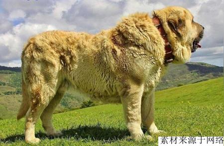 雄狮般的獒犬：揭秘其震撼力量与古老血统