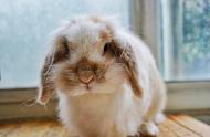 萌宠指南：如何饲养一只可爱的宠物兔