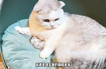 萌宠天地：小猫咪与它的动物伙伴们