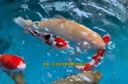 观赏鱼锦鲤三种紧急停食信号解读