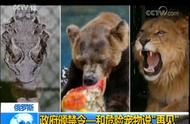 俄罗斯实施新法律：禁止养鳄鱼、熊、狮子作为宠物