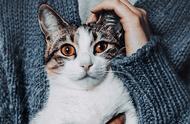 迷人小猫咪系列：11张宠物美图，可爱爆棚！