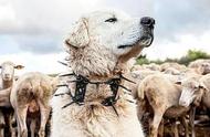 牧羊犬的守护神器：揭秘防狼项圈如何令狼群畏惧