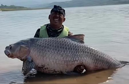 湖北丹江口水库惊现巨鱼，当地钓友捕获两条百斤重青鱼