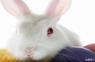 兔子护理与饲养完全指南