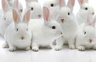 兔子养护秘籍：成为高效铲屎官的必读指南