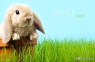 兔子肢体语言全解析：26个动作揭秘，赢得它的信任