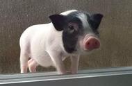 宠物猪的奇妙世界：认识香猪的第一步