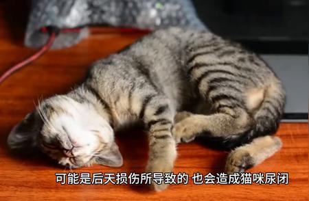 猫主必看：导致猫咪尿路阻塞的常见因素