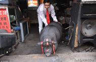 400斤重宠物猪惊人变化，眼睛失踪在肉嘟嘟中